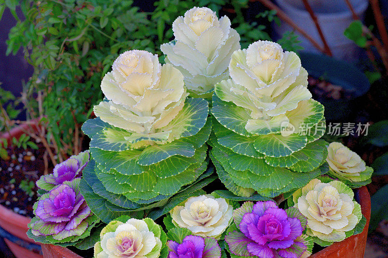 甘蓝(Brassica Oleracea) /观赏白菜/观赏甘蓝